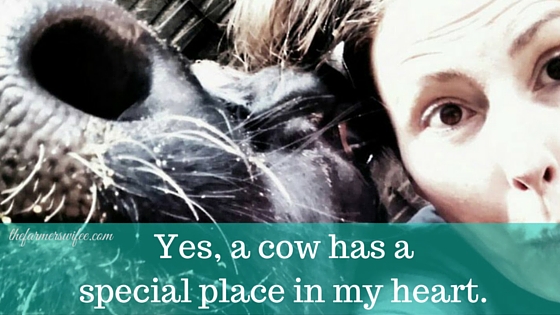 Yes, a cow has a special place in my heart.