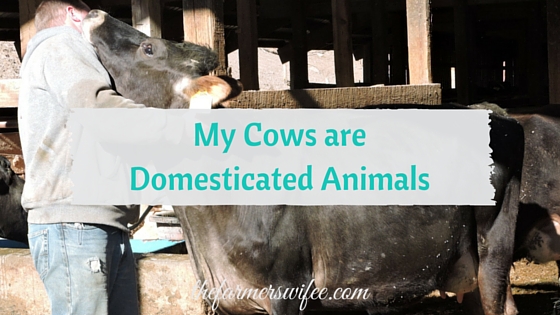 My Cows are Domesticated Animals