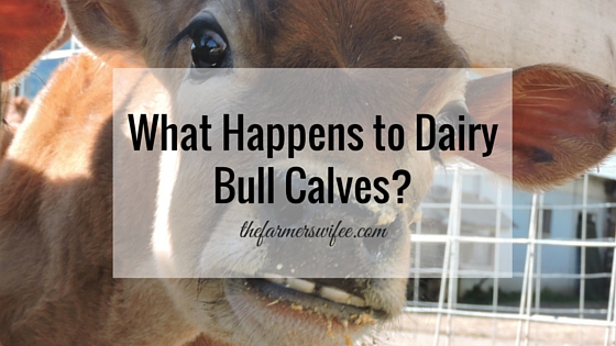 What Happens to Dairy Bull Calves?