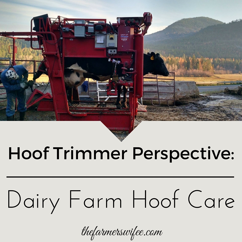 Hoof Trimmer Perspective: Dairy Farm Hoof Care