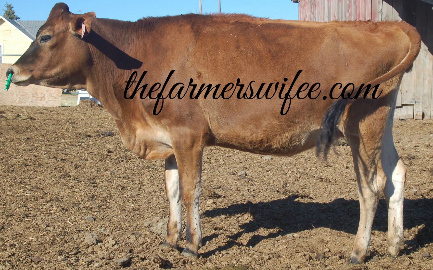 Why do dairy farmers use nose rings on cattle?