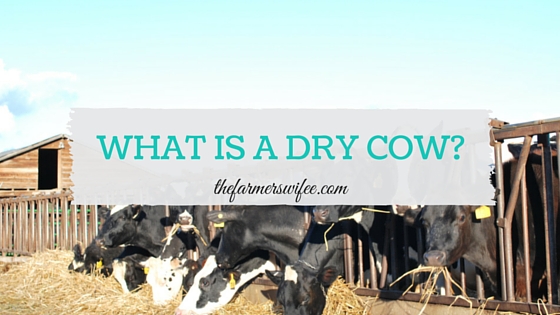 What is a Dry Cow?