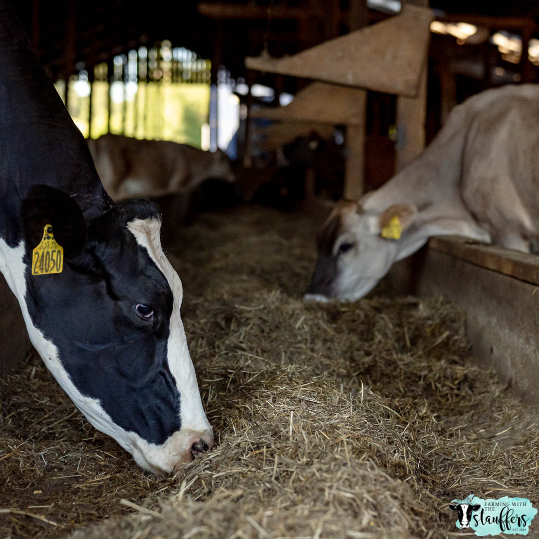 What Do Dairy Cows Eat?