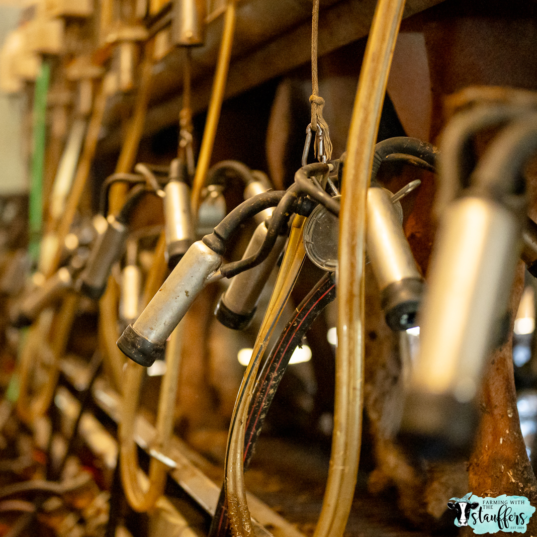 How Long are Dairy Cows Milked for Each Day?