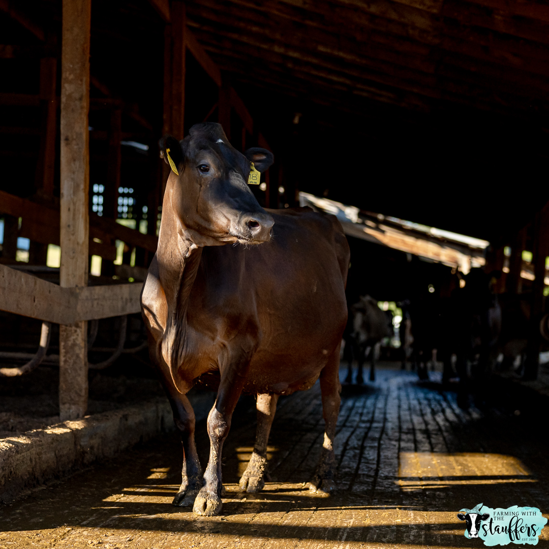 Dairy Farming: Perception vs. Reality