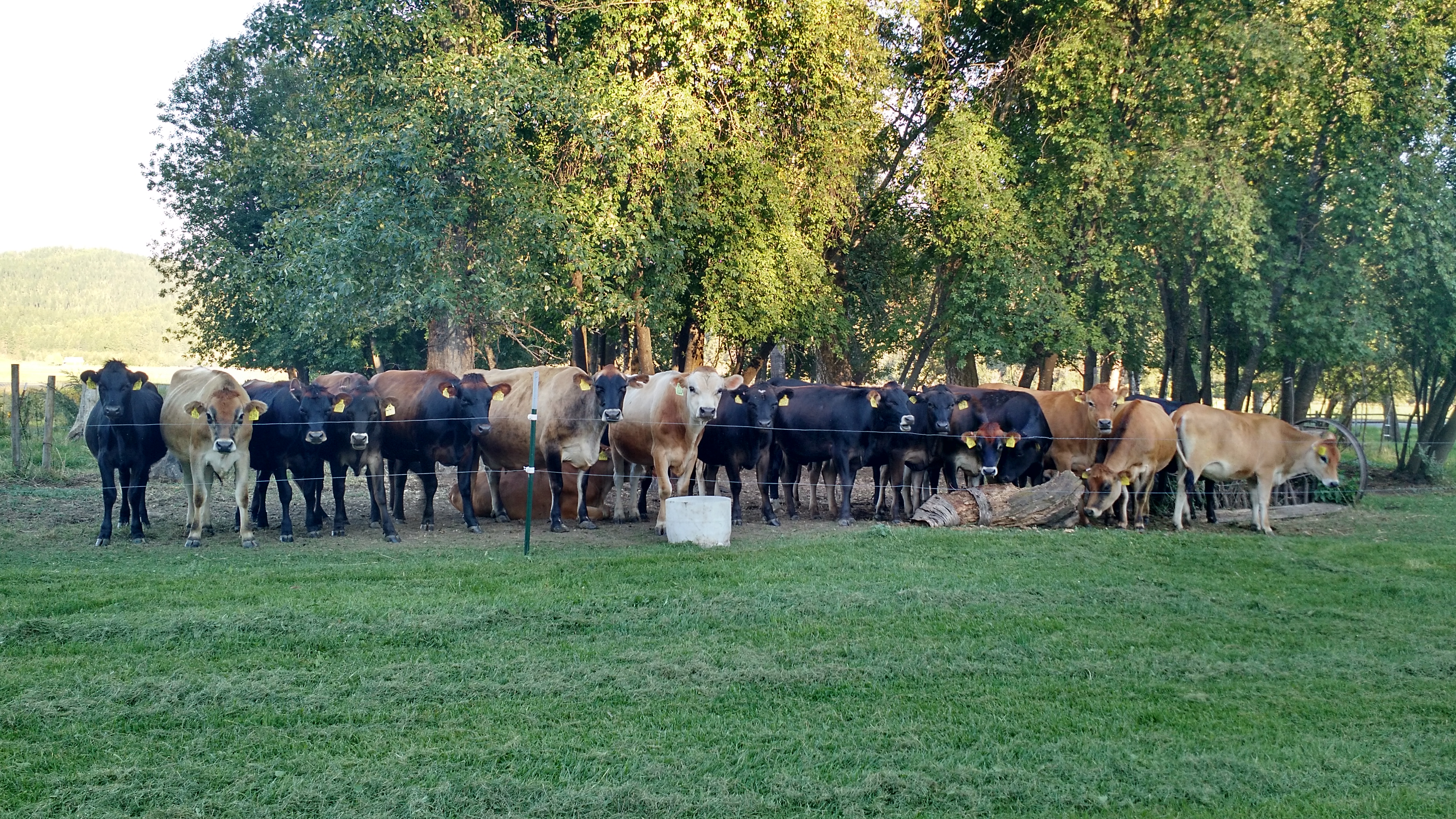 Are Conventional Dairy Farms Regulated?