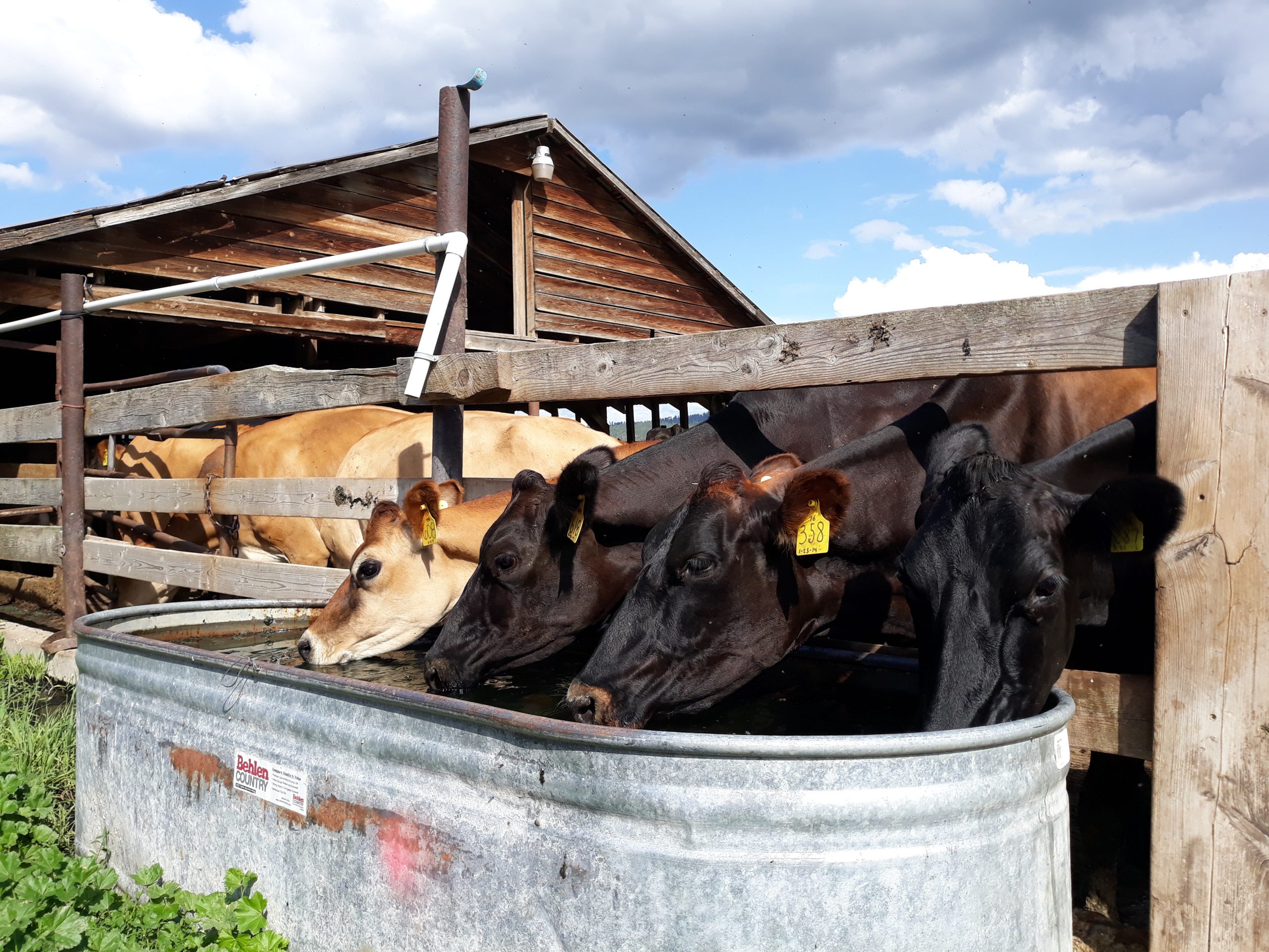 A Veterinarian’s Role on Our Farm