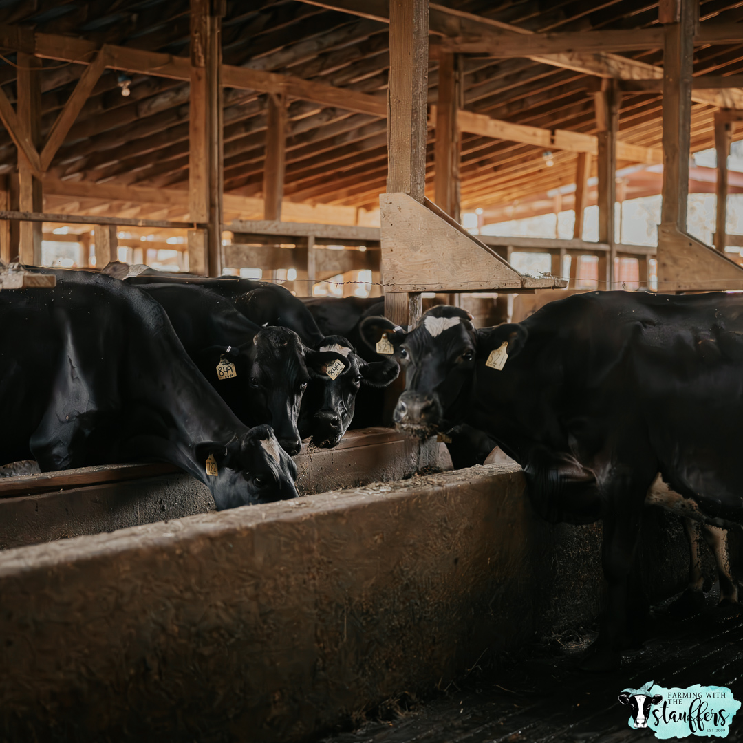 Nourishing the Herd: The Art of Crafting Balanced Diets for Dairy Cows, Dry Cows, and Heifers